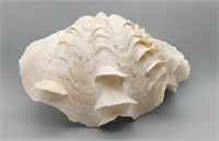 LARGE CLAM - approx. 19.5cm