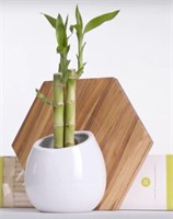 Set of cropsticks and decorative planter