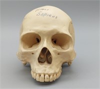 HUMAN SKULL HOMO SAPIEN CAST - Approx. 9cm