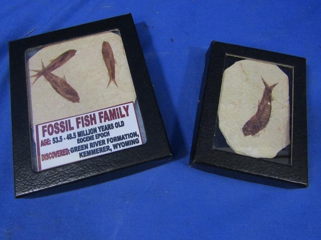 Fossil Fish from Kemmerey Wyoming (1 cracked)
