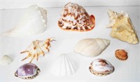 Collection of Sea Shells 7 1/2" L (9 Pcs)
