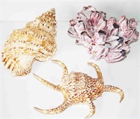 Collection of Sea Shells 8 1/2" L (3 Pcs)