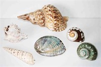 Collection of Sea Shells 10 1/2" L (6 Pcs)