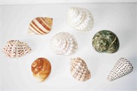 Collection of Sea Shells (8 Pcs) 4 1/2" L