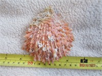Seashell Spondylus Scarlet Thorny Oyster 4"