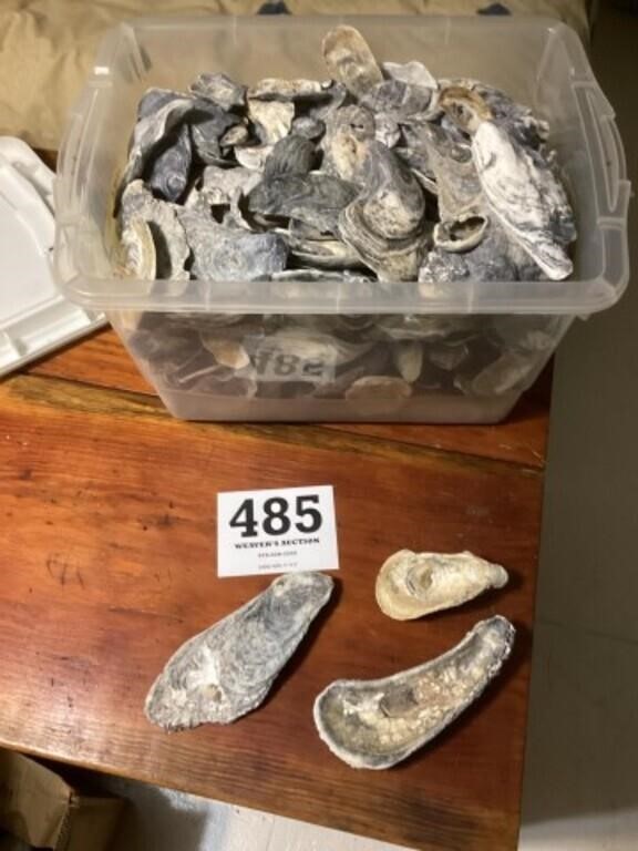 Sea shell lot greys