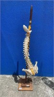 CHIROPRACTORS MODEL SPINE AND PELVIS ON STAND