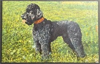 Vintage Poodle Standing In Grass PPC