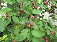 saskatoon berry trees