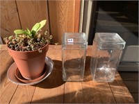 COVERED GLASS JARS AND PLANT