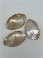 4-5” Polished Fresh Water Clam