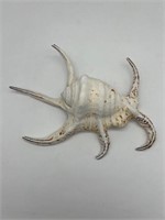 7-8 “ Chiragra Spider Conch