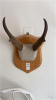 Horns with plaque
