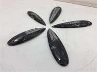 Orthoceras fossil in stone oblong paperweights.