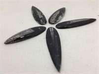 Orthoceras fossil in stone oblong paperweights.