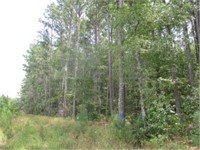 20+/- ACRES OF MARKETABLE TIMBER LAND AUCTION