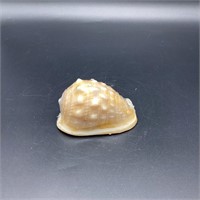 Conch Shell Wax Candle