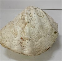 Genuine Ocean Clam Shell 10”W