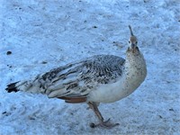 Black Shoulder Peahen 3 y/o, great layer