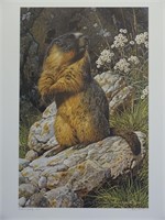 1987 Yellow Bellied Marmot a/p Carl Brenders 25/56