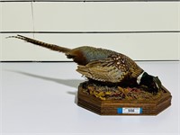 Taxidermy Ring Neck Pheasant