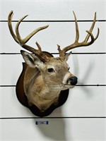 10pt Whitetail Deer Taxidermy Mount
