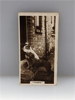 1931 Cigarette Cards J Milloff & Co 18 Tramps