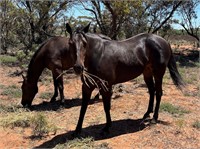 (VIC) MILLY - STANDARDBRED MARE
