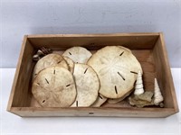 Box of Large Sand Dollars and Shells