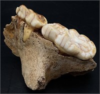 Ursus Mammalia Bear Jaw Teeth Fossil