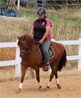 (NSW) MOLLY - PART WELSH RIDING PONY MARE