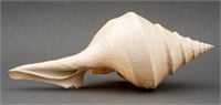 Large Conch Seashell