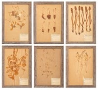 Framed Dried Flower & Plant Specimens, 6