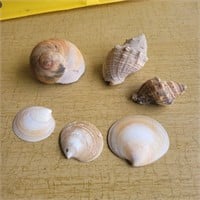 Seashell lot. 6 shells