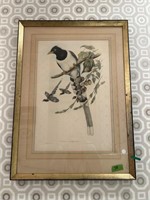 Pair of early framed lithographs of birds