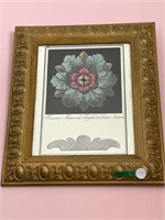 Pair of framed botanical prints