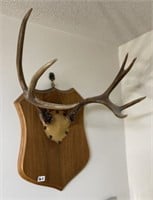 Deer Antler Rack