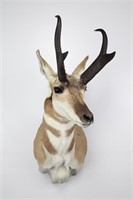 Pronghorn Antelope Taxidermy Shoulder Mount