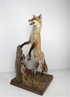 Full Body Curious Fox Taxidermy Mount