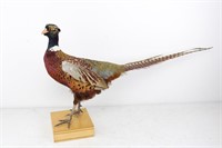 Full Body Rooster Pheasant Taxidermy Mount