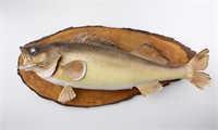 30" Walleye Taxidermy Fish Mount