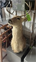 MS1 - Deer head