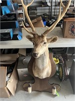 MS1 - Deer head mounted