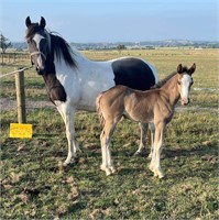 (VIC) PIPPA & HYDIE - QH X PAINT MARE & FILLY FOAL