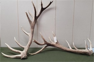 Nice Set of Elk Antlers