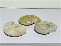 Group Lot - Fossils