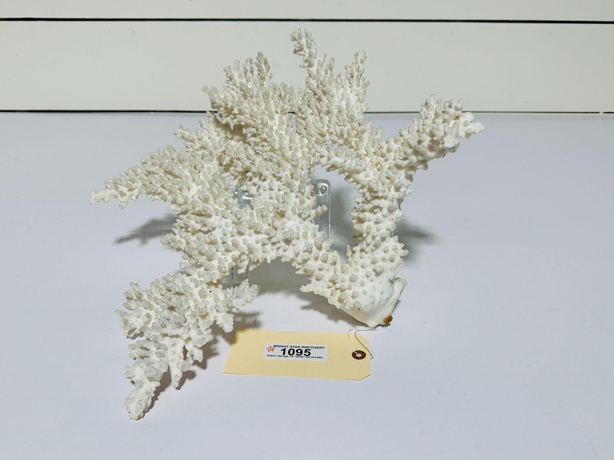 Large Natural Coral Piece