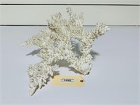 Large Natural Coral Piece