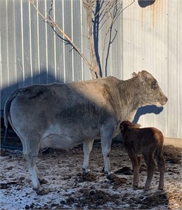 Zebu Cow with Bull Calf- Excellent mom