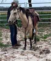 (VIC) MARTY MCFLY - STOCK HORSE X QH COLT